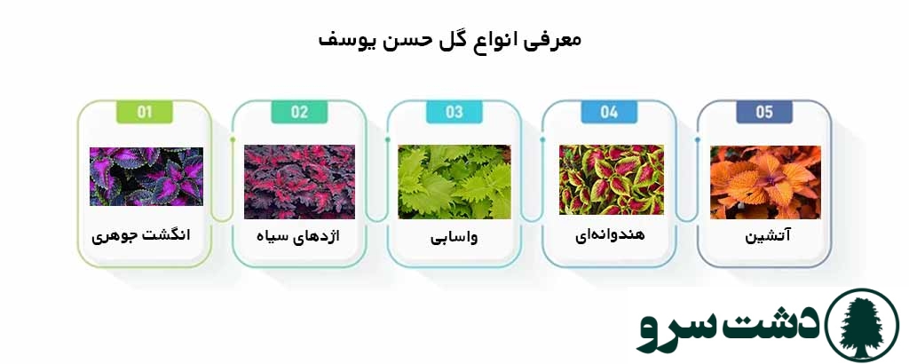 نگهداری حسن یوسف در منزل