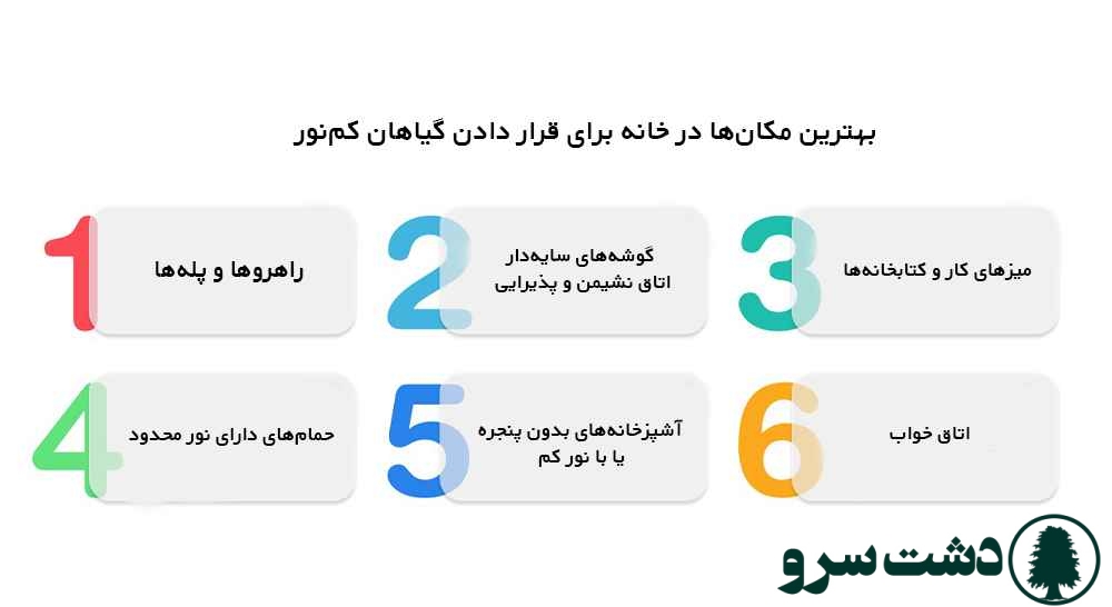 گلهای اپارتمانی که به نور کم نیاز دارد