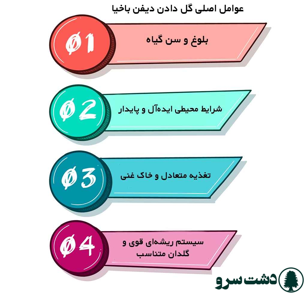 علت گل دادن دیفن باخیا