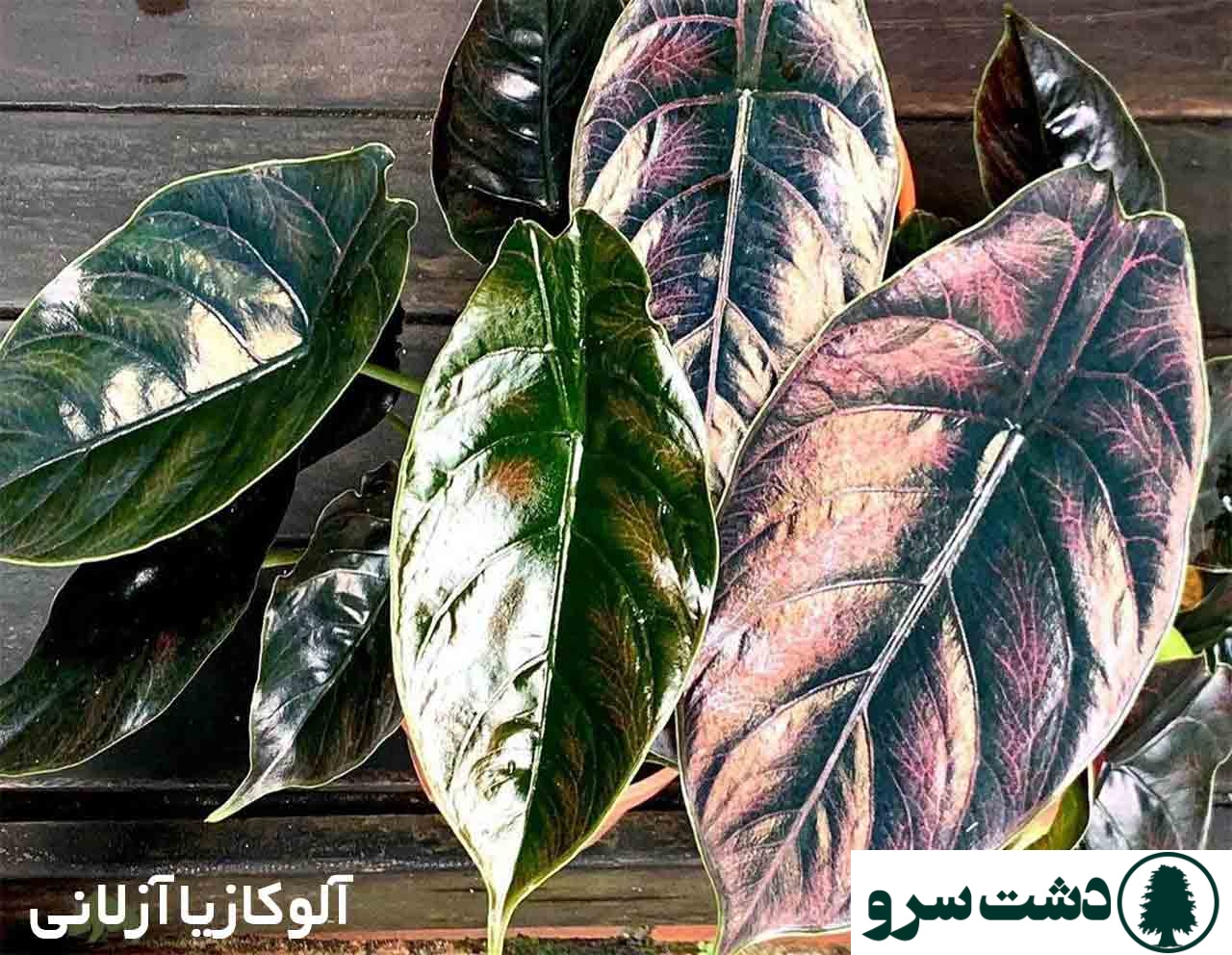 گرانترین گل های آپارتمانی