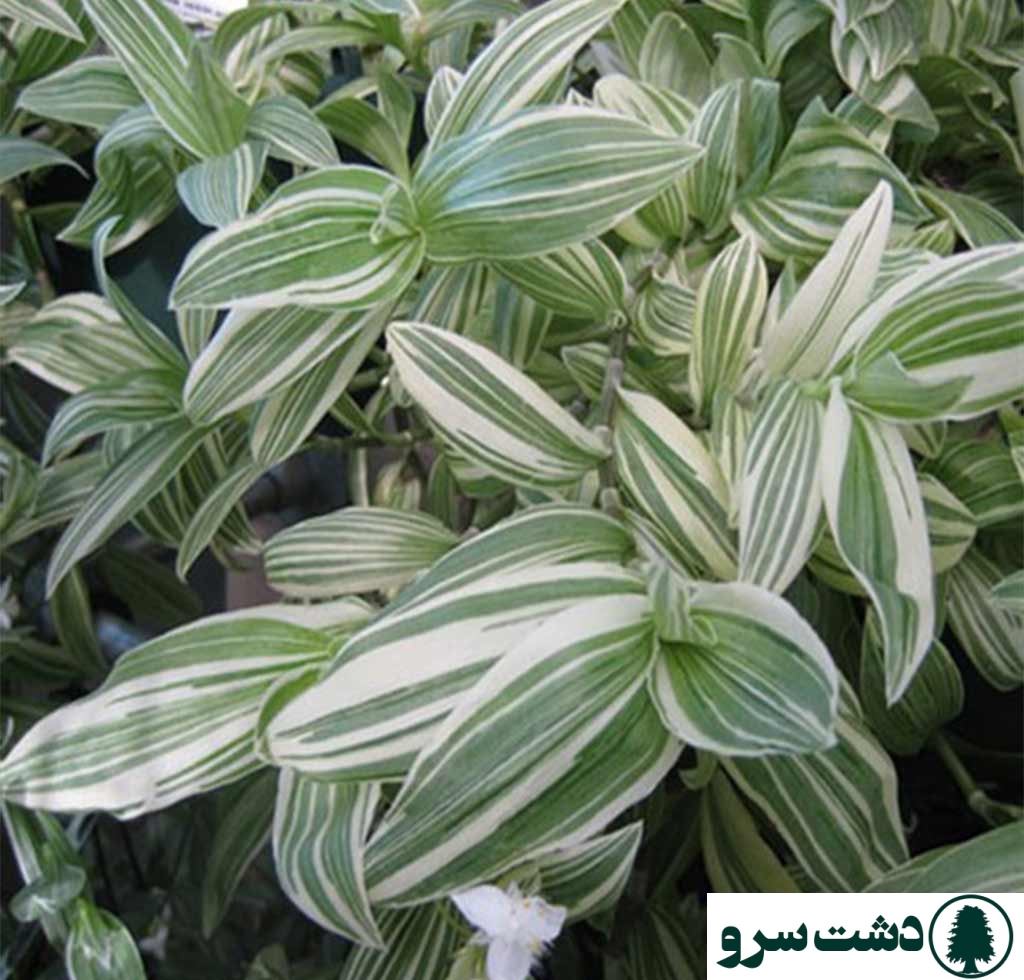  شرایط نگهداری برگ بیدی سبز