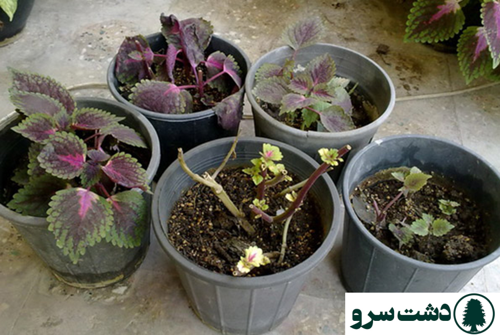 نگهداری حسن یوسف در منزل