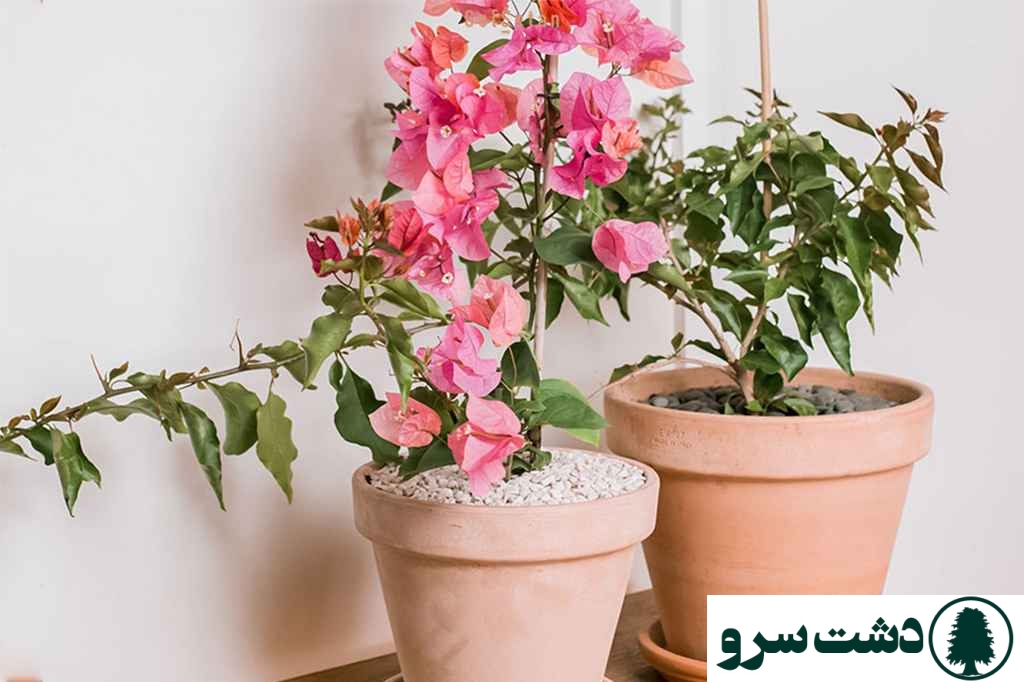 نگهداری گل کاغذی در گلدان