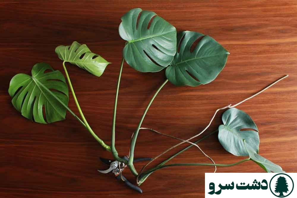 روش قلمه زدن انواع گلهای اپارتمانی