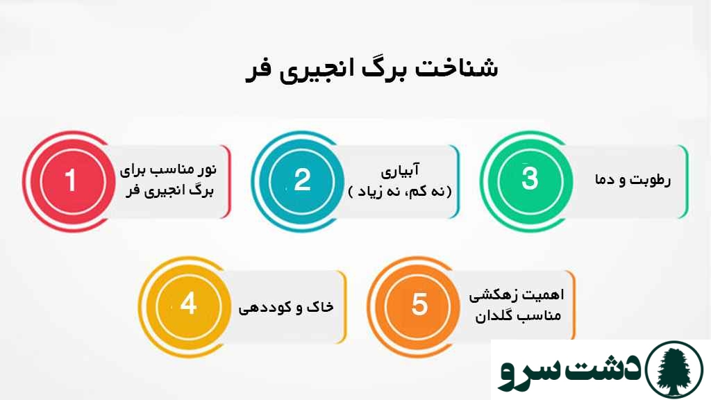 مشکلات برگ انجیری فر
