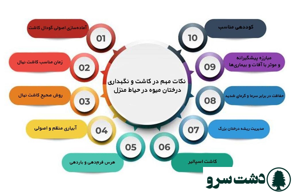بهترین درخت میوه برای کاشت در حیاط