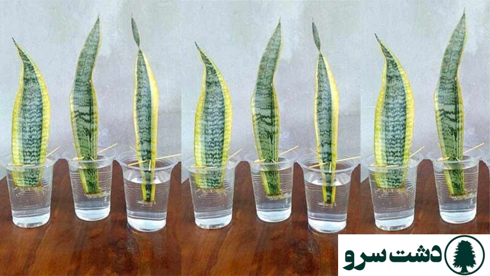 روش قلمه زدن انواع گلهای اپارتمانی