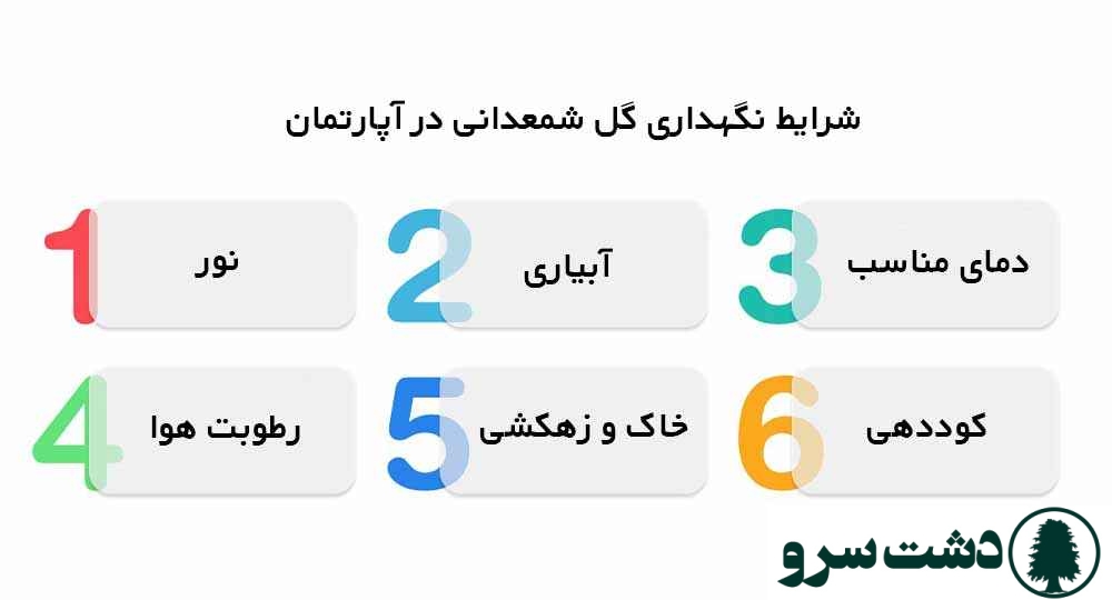 نگهداری گل شمعدانی در آپارتمان
