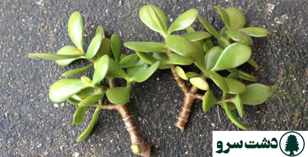 روش قلمه زدن انواع گلهای اپارتمانی