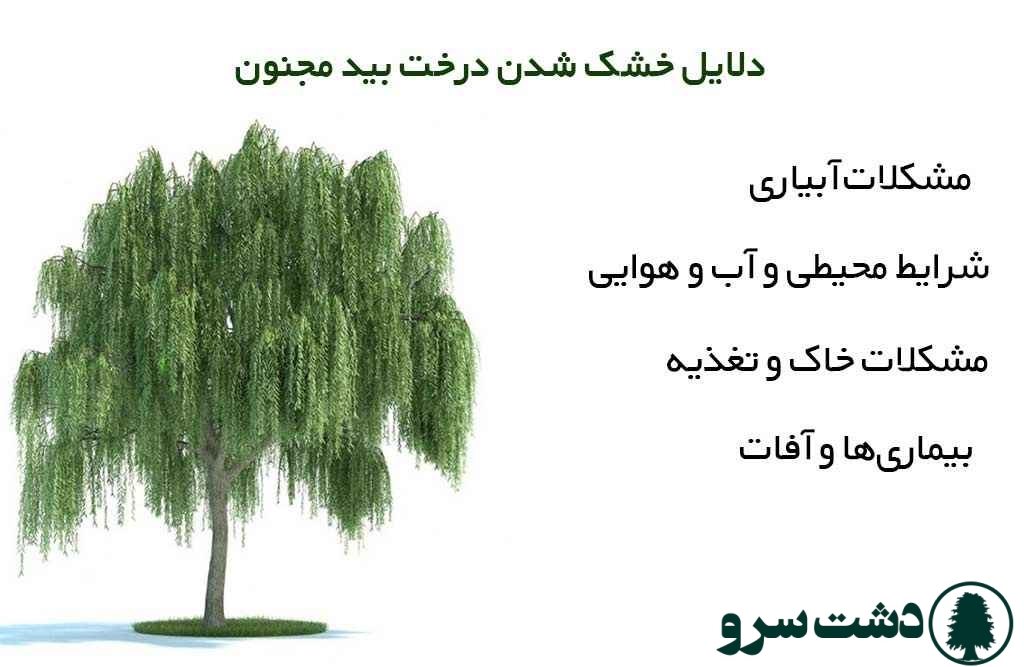 علت خشک شدن درخت بید مجنون