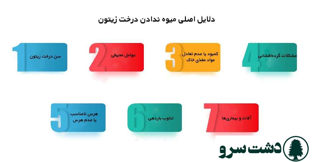 علت میوه ندادن درخت زیتون