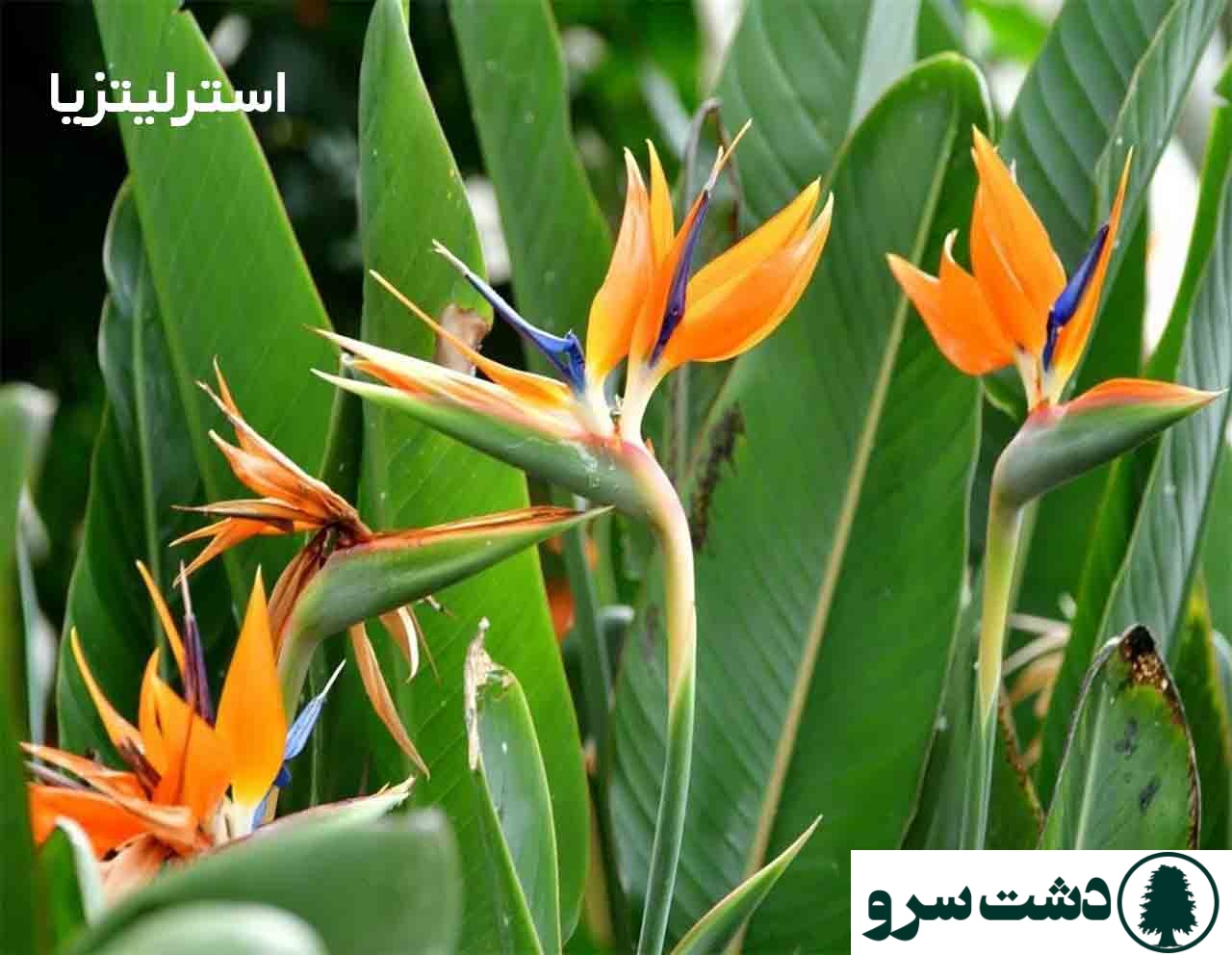 گرانترین گل های آپارتمانی