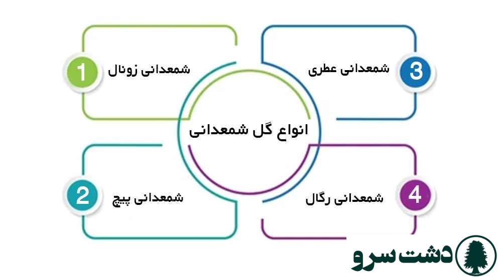 نگهداری گل شمعدانی در آپارتمان