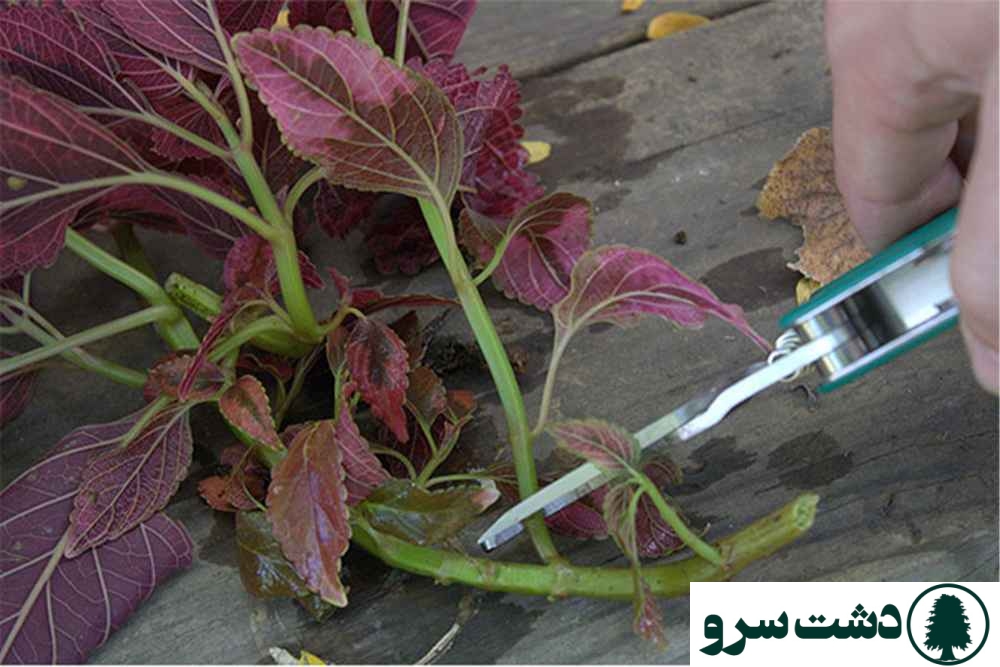 روش قلمه زدن انواع گلهای اپارتمانی