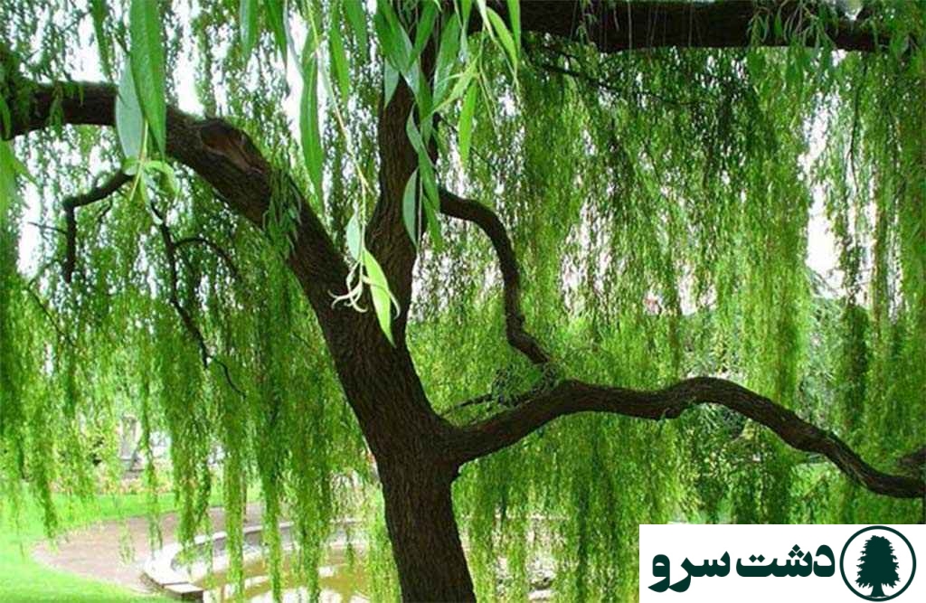 علت خشک شدن درخت بید مجنون