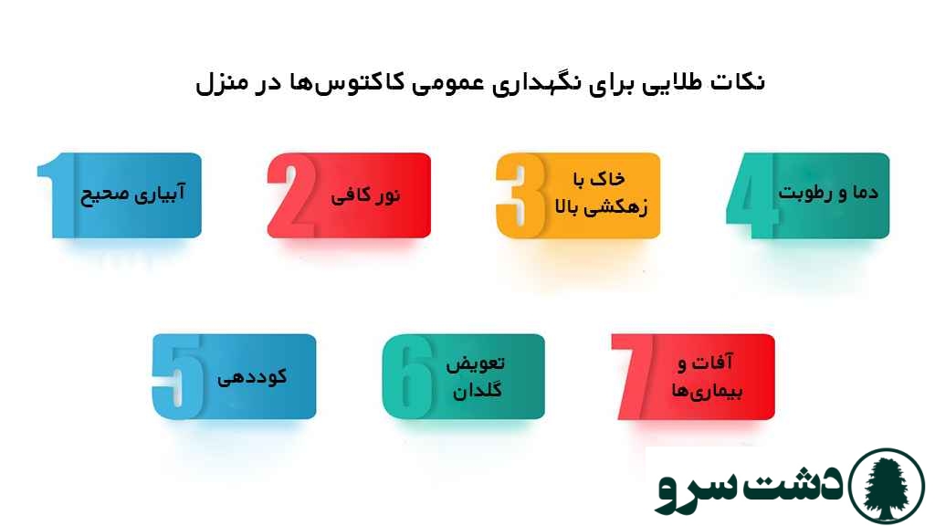 بهترین نوع کاکتوس برای خانه