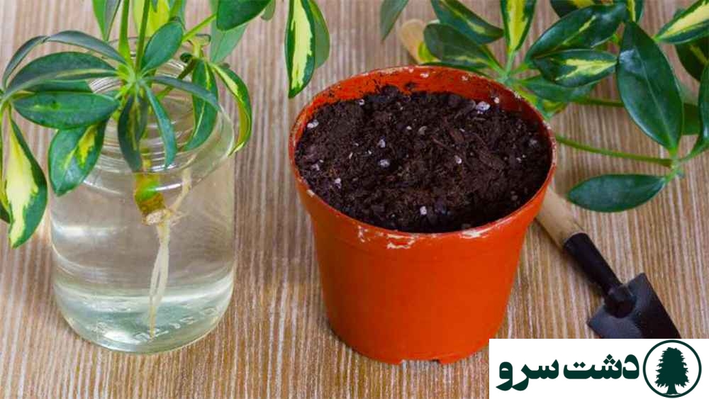 روش قلمه زدن انواع گلهای اپارتمانی