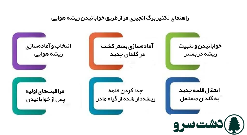 تکثیر برگ انجیری فر از طریق ریشه هوایی