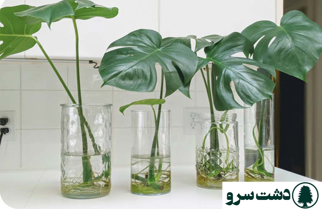 تکثیر برگ انجیری فر از طریق ریشه هوایی