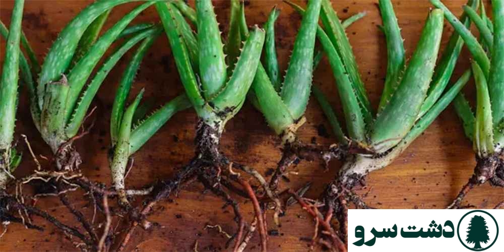 روش قلمه زدن انواع گلهای اپارتمانی