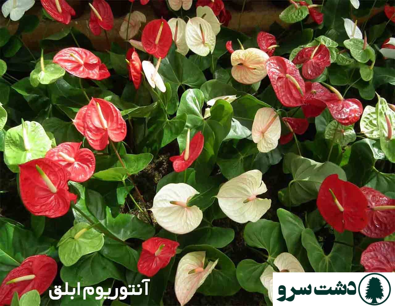 گرانترین گل های آپارتمانی