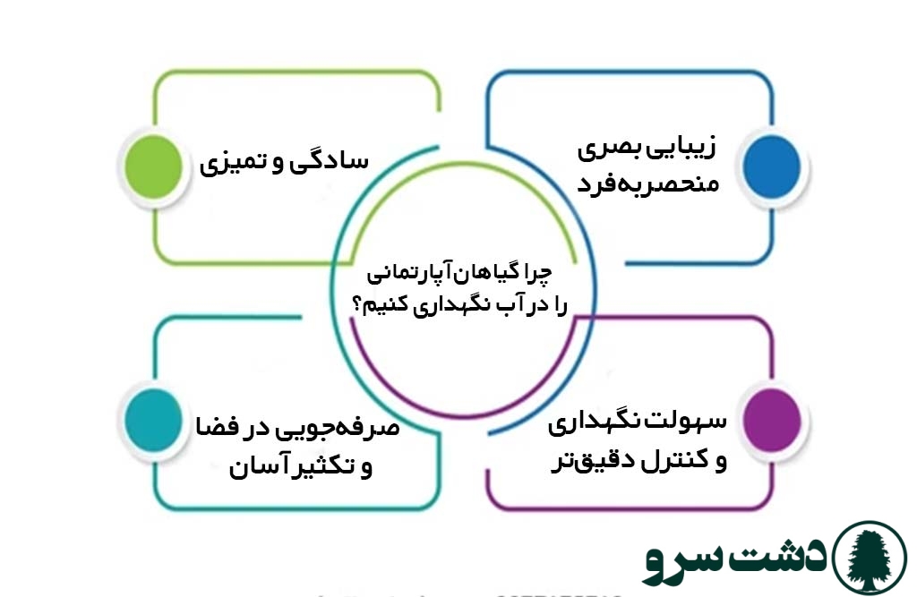 چرا گیاهان آپارتمانی را در آب نگهداری کنیم؟