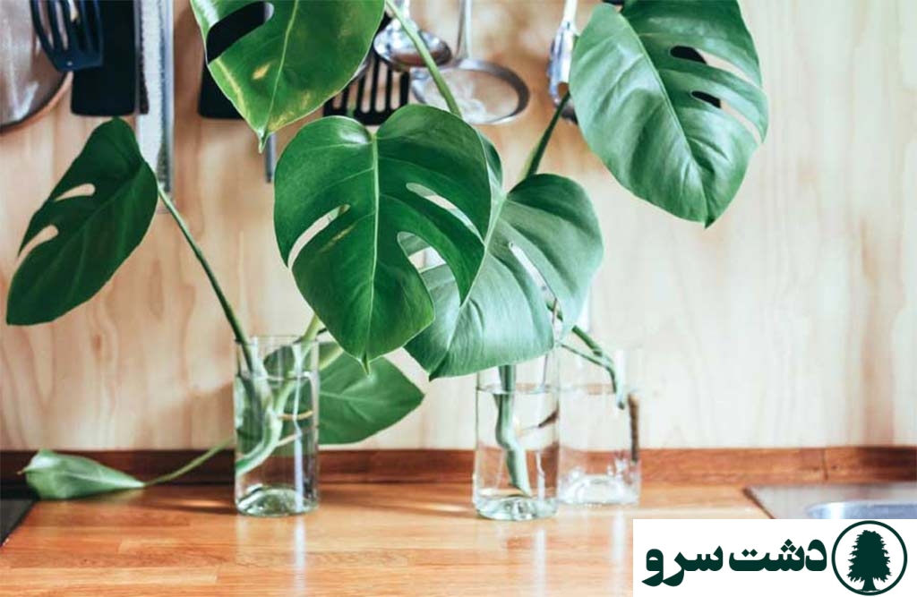 گیاهان آپارتمانی که در آب نگهداری می شوند