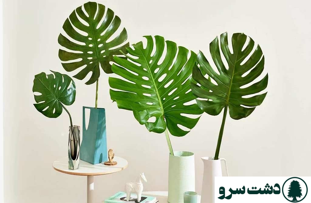 گیاهان آپارتمانی که در آب نگهداری می شوند