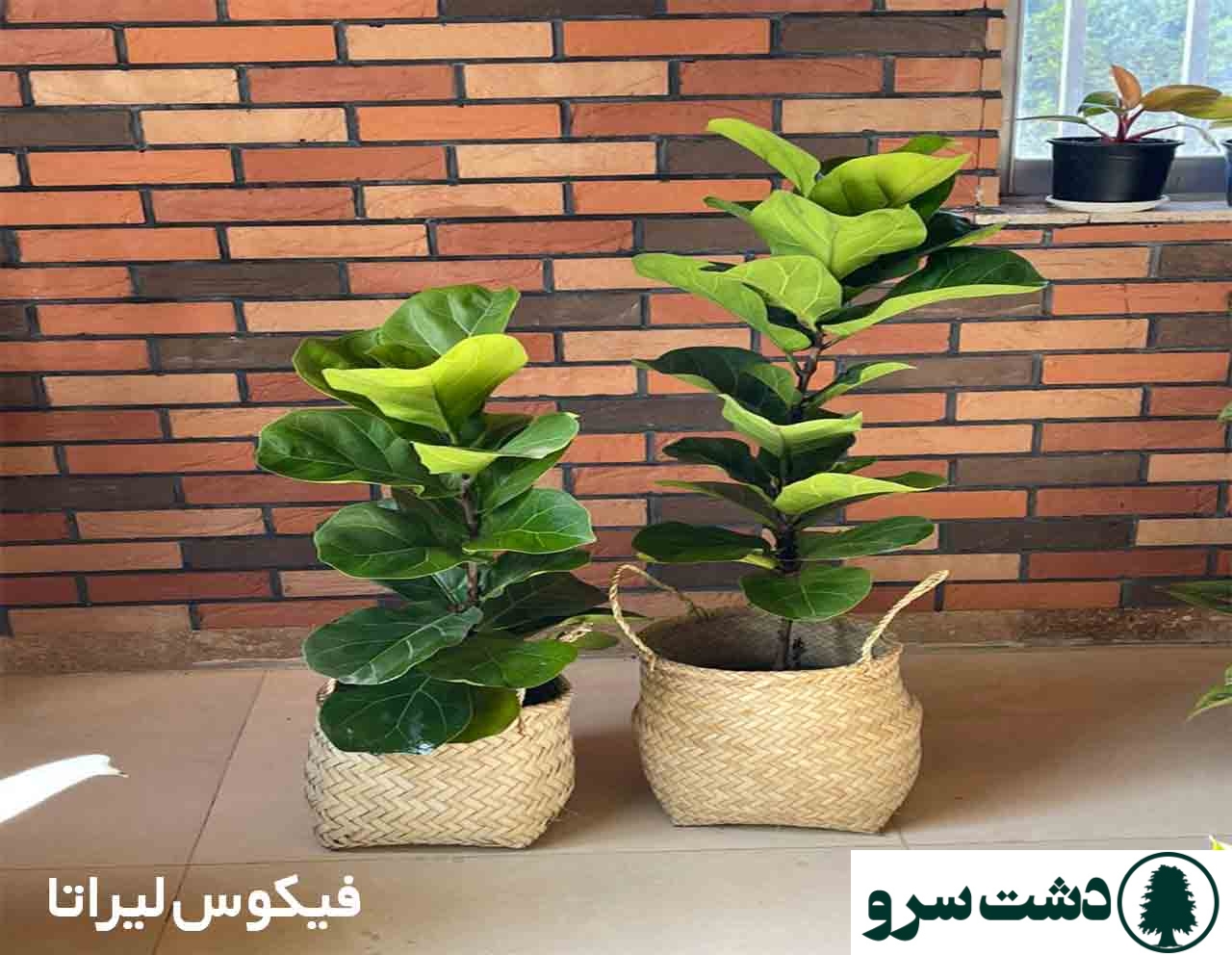 گرانترین گل های آپارتمانی