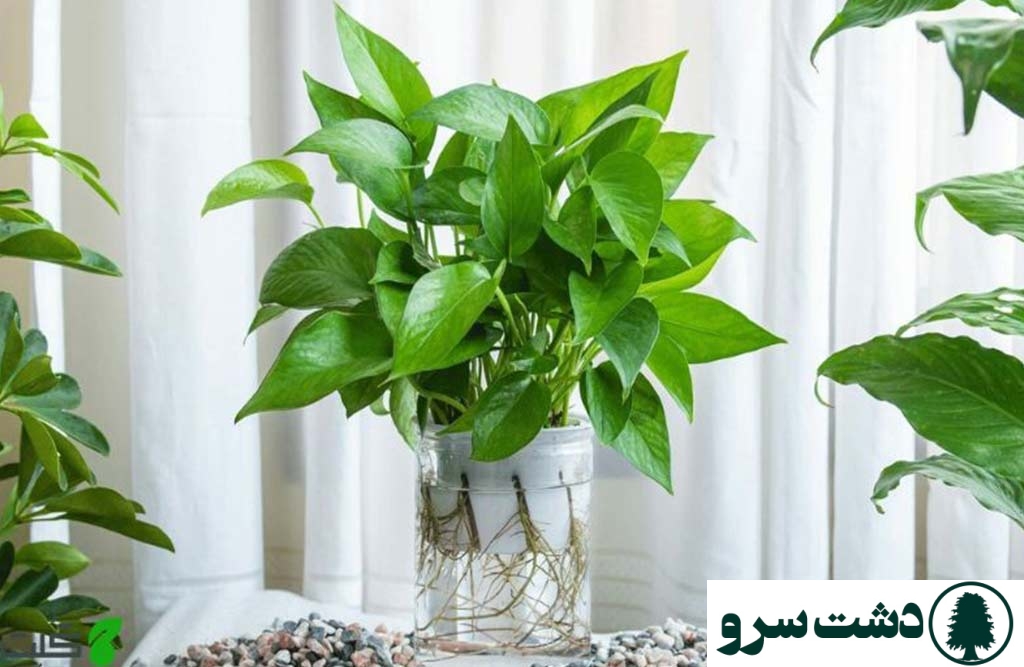 گیاهان آپارتمانی که در آب نگهداری می شوند