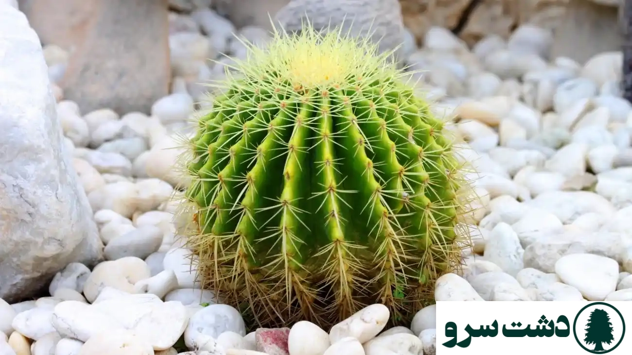 بهترین نوع کاکتوس برای خانه-کاکتوس توپی