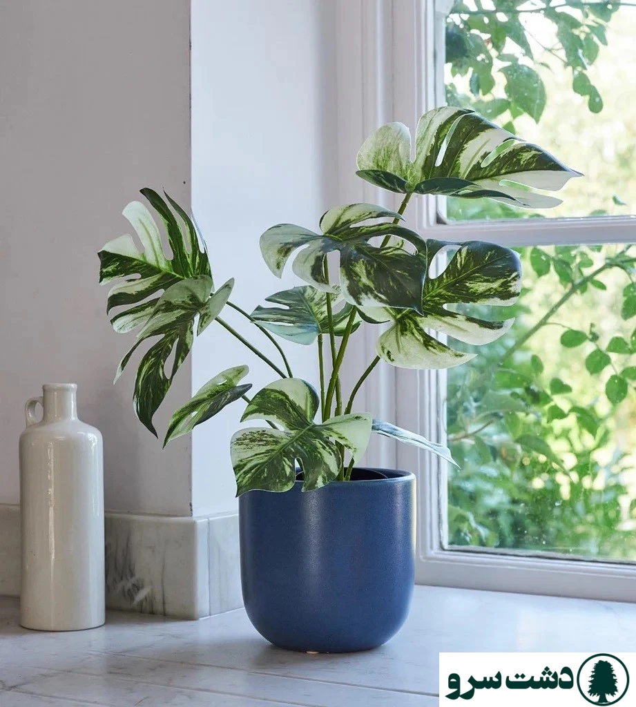 گرانترین گل های آپارتمانی