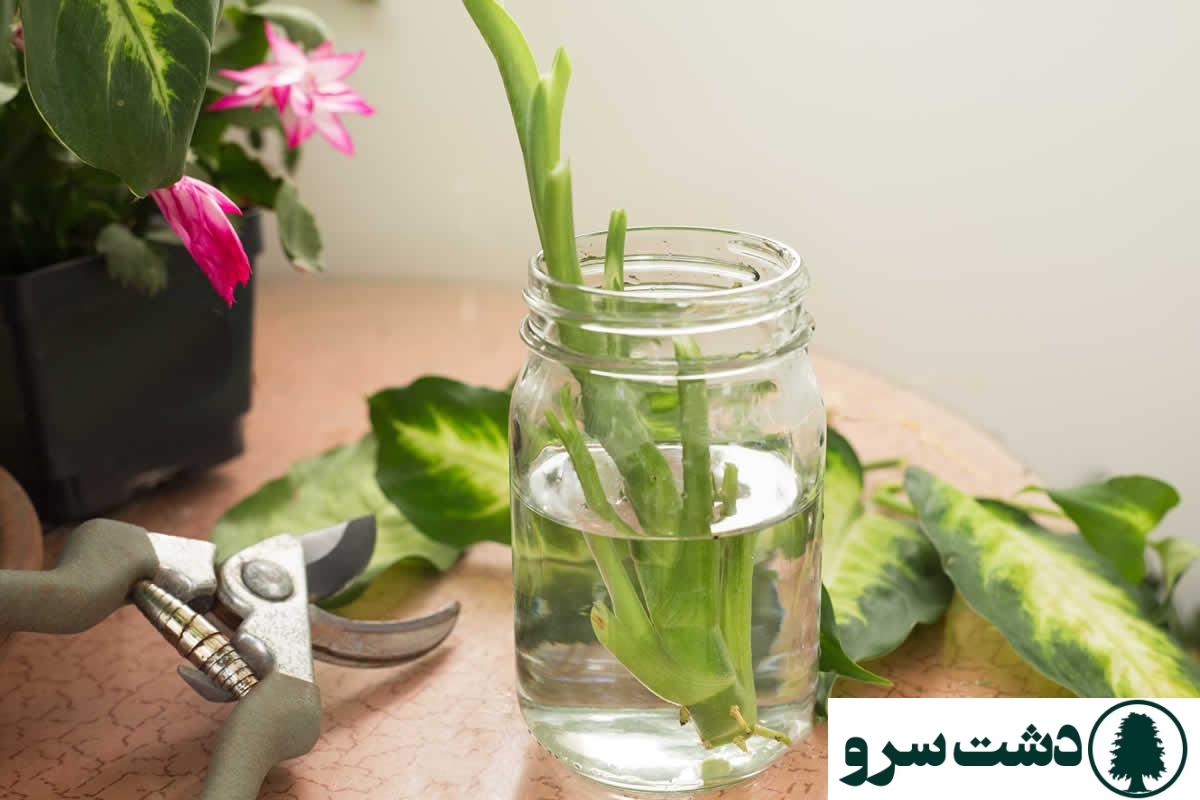 روش قلمه زدن انواع گلهای اپارتمانی