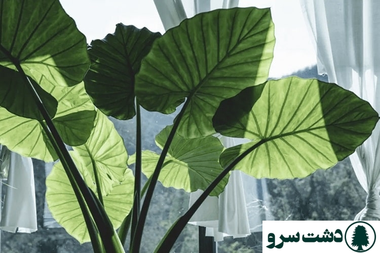 شرایط نگهداری گل بابا آدم در آپارتمان