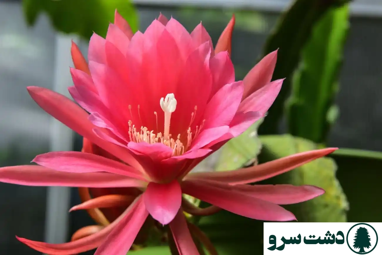 بهترین نوع کاکتوس برای خانه- کاکتوس اپیفیلوم