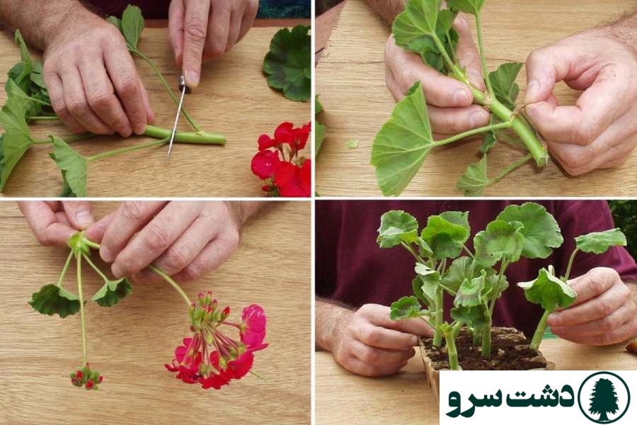 تکثیر گل شمعدانی در آپارتمان