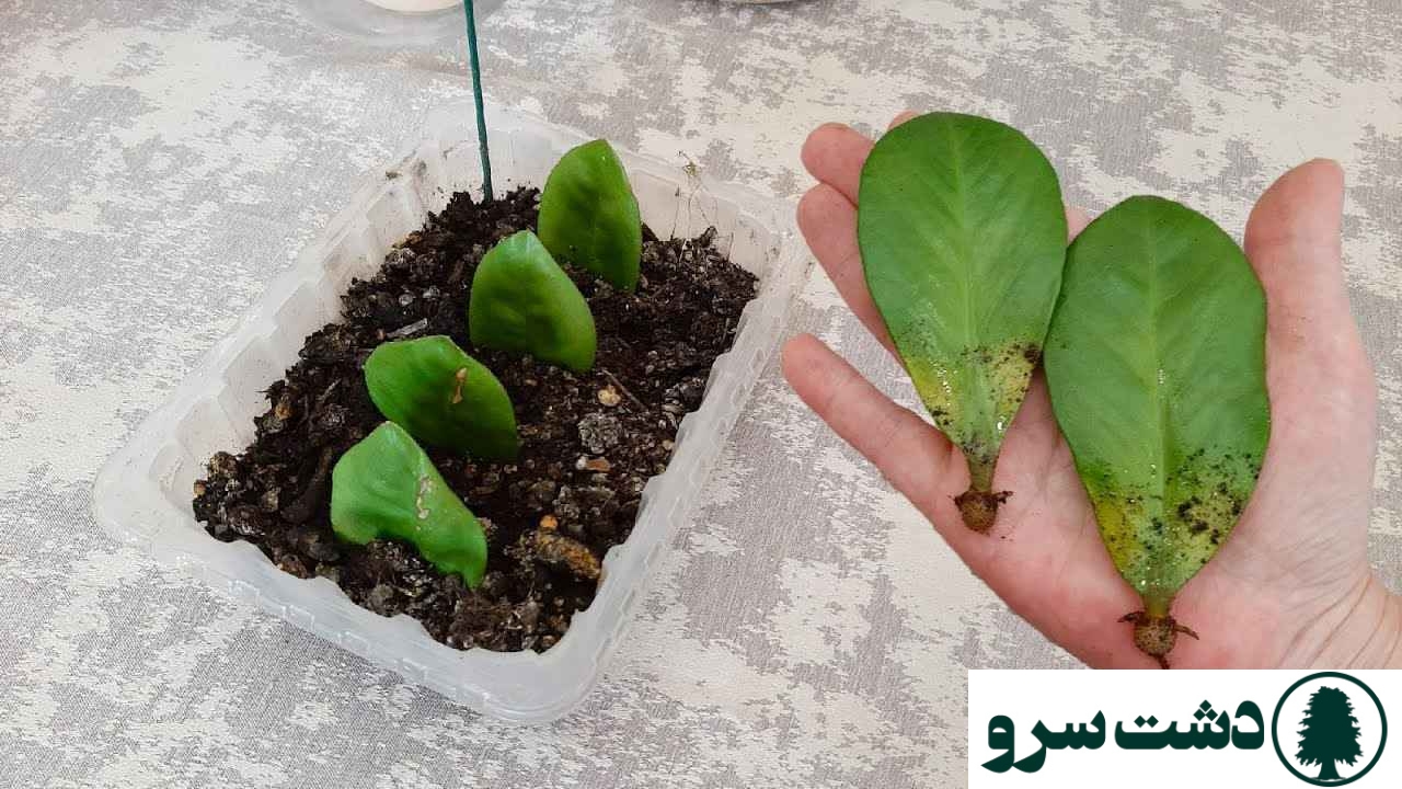 روش قلمه زدن انواع گلهای اپارتمانی