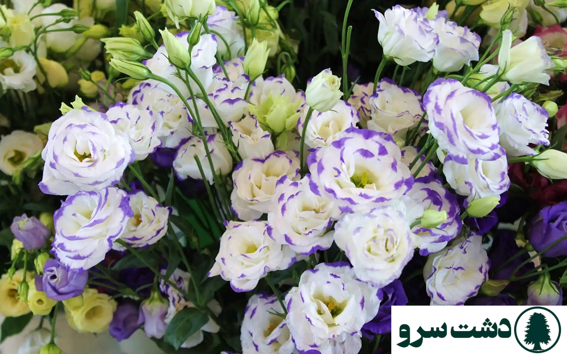 گل لیسیانتوس سفید نماد چیست