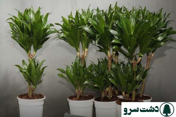 تعویض گلدان دراسنا کامپکت