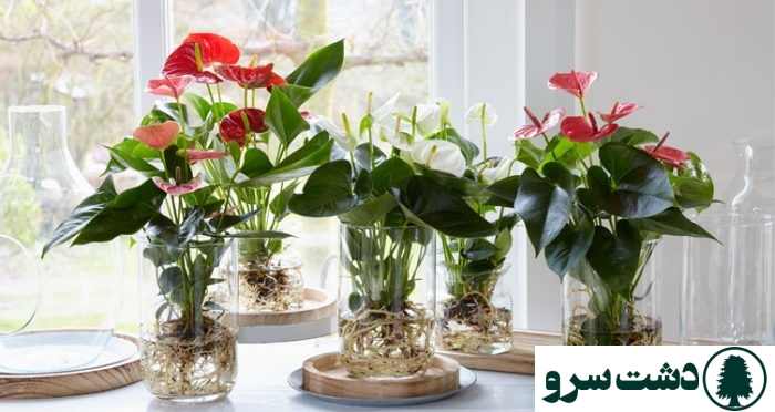 تکثیر آنتوریوم در آب