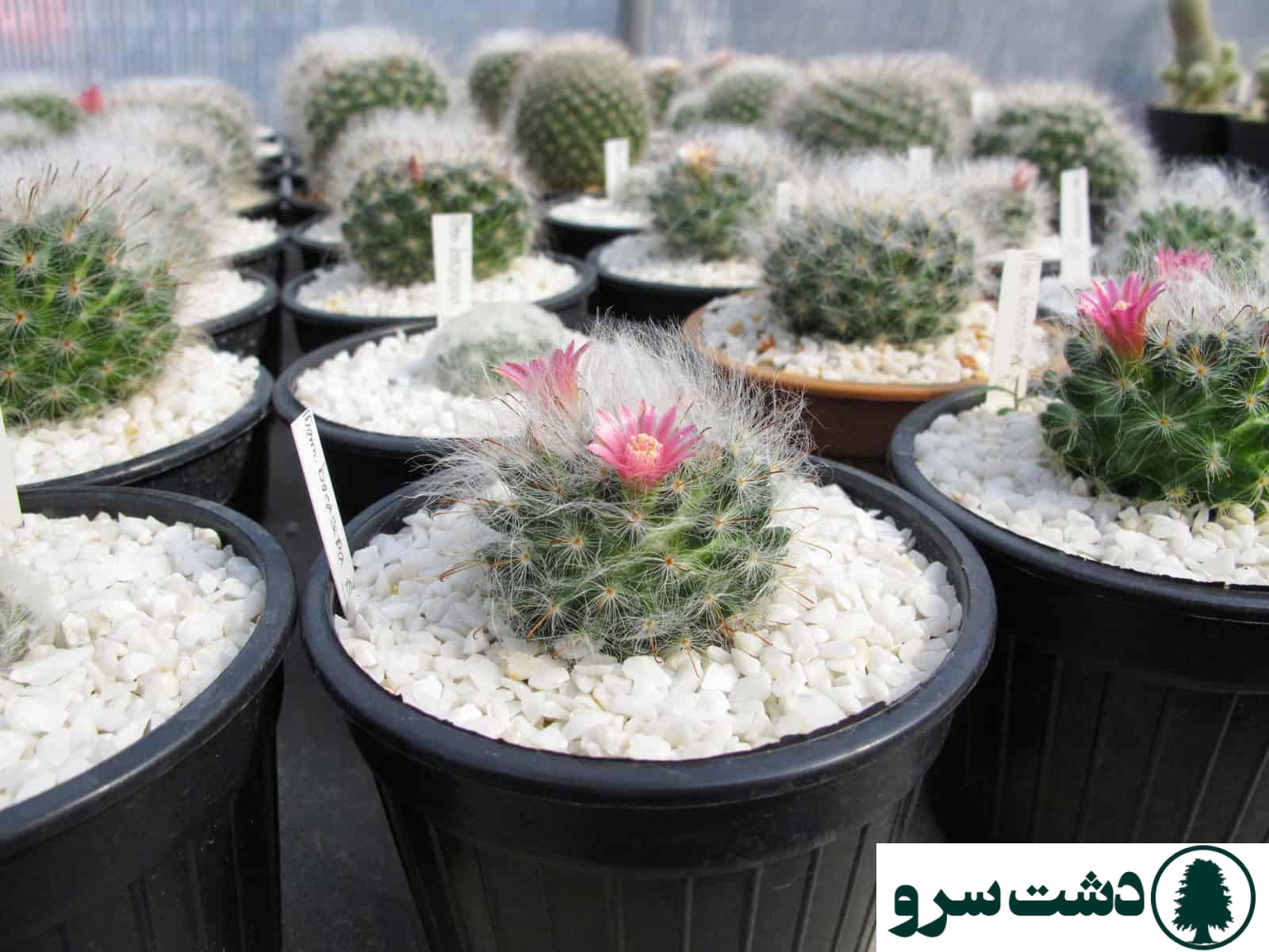 بهترین نوع کاکتوس برای خانه- کاکتوس مامیلاریا