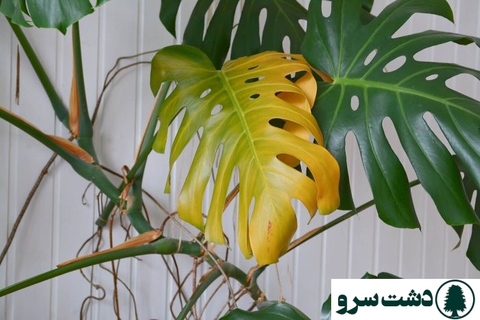 مشکلات برگ انجیری فر