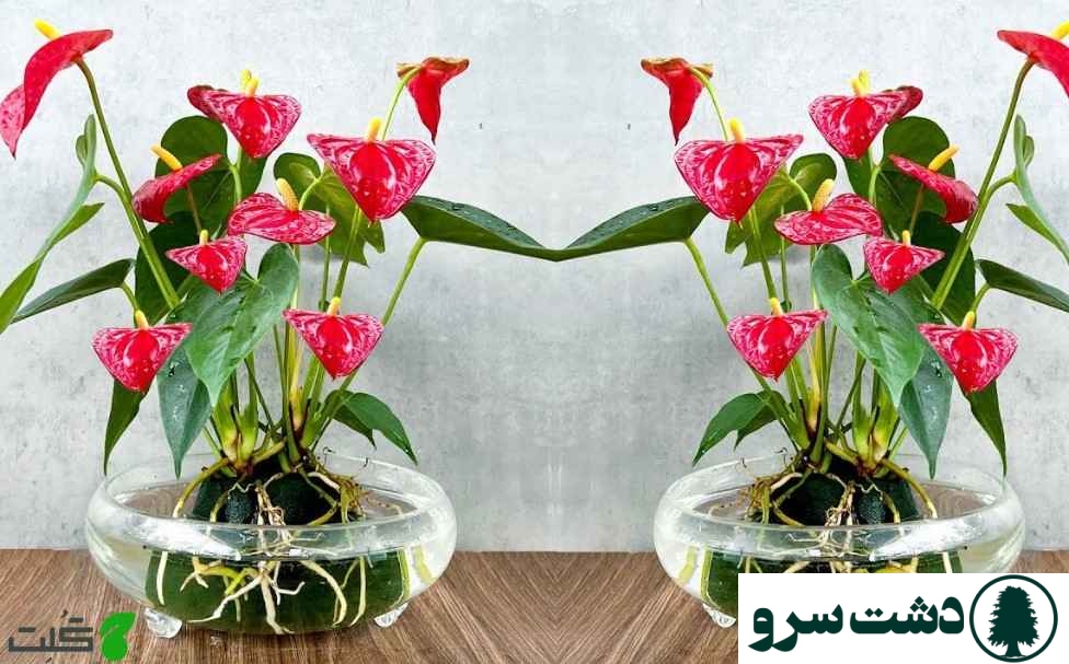 تکثیر آنتوریوم در آب