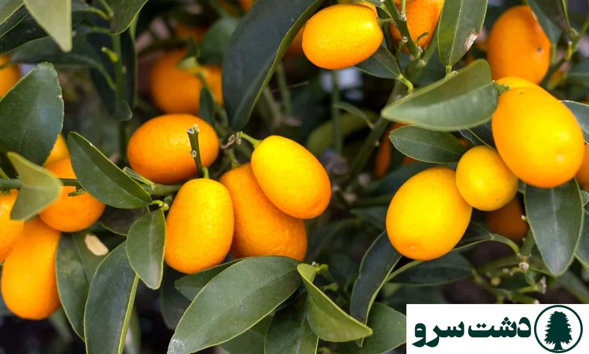 نگهداری کامکوات در منزل