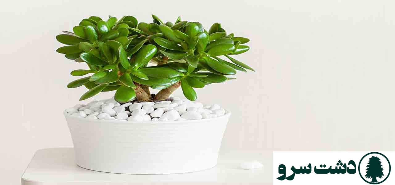 ۱۰ گیاه مقاوم به سرما برای آپارتمانهای سرد و کمنور-کراسولا