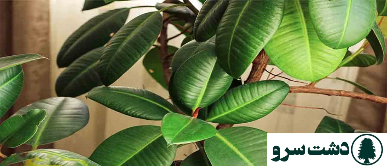 ۱۰ گیاه مقاوم به سرما برای آپارتمانهای سرد و کمنور-فیکوس الاستیکا