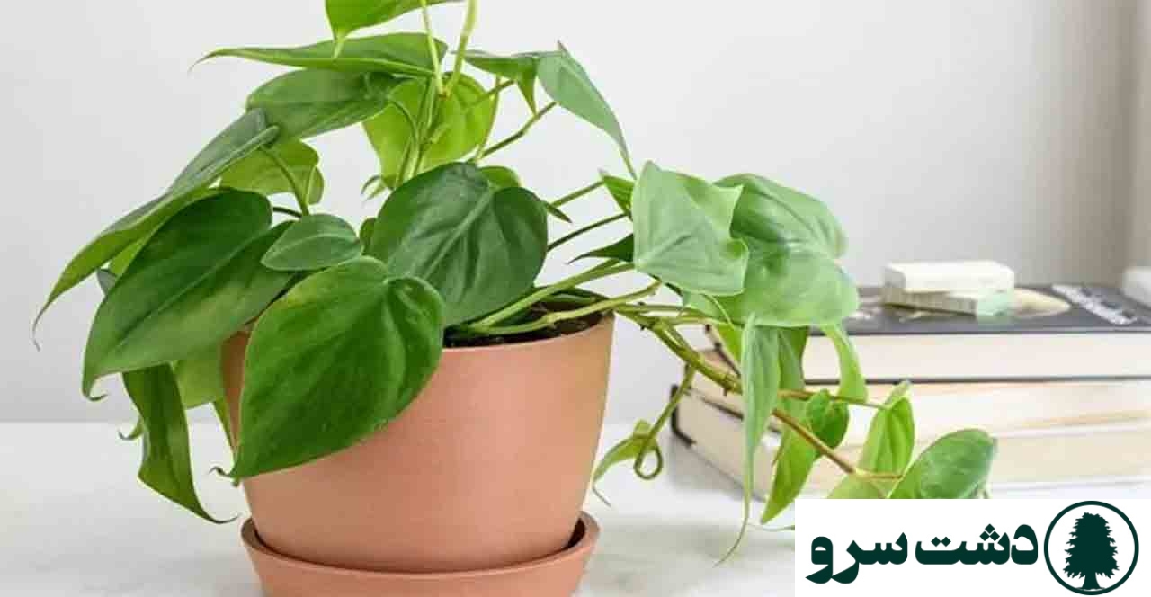 ۱۰ گیاه مقاوم به سرما برای آپارتمانهای سرد و کمنور-فیکوس الاستیکا