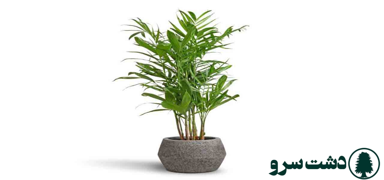 ۱۰ گیاه مقاوم به سرما برای آپارتمانهای سرد و کمنور-نخل شامادورا