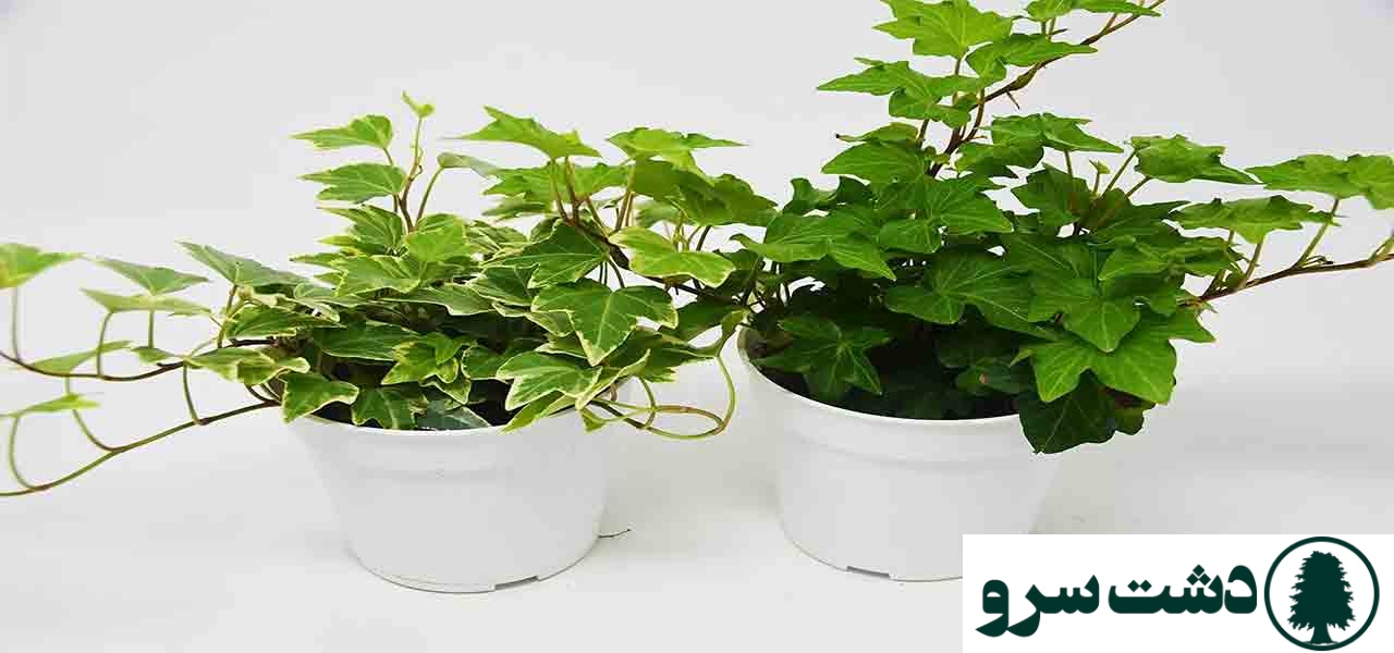 ۱۰ گیاه مقاوم به سرما برای آپارتمانهای سرد و کمنور-پیچک انگلیسی