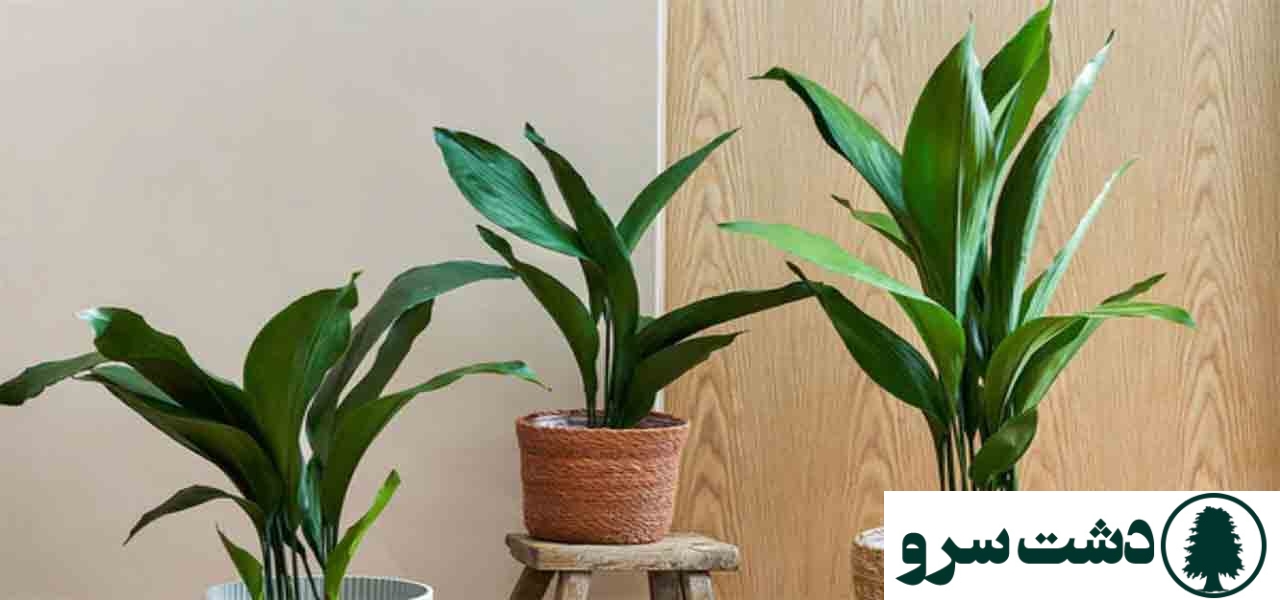 ۱۰ گیاه مقاوم به سرما برای آپارتمانهای سرد و کمنور-